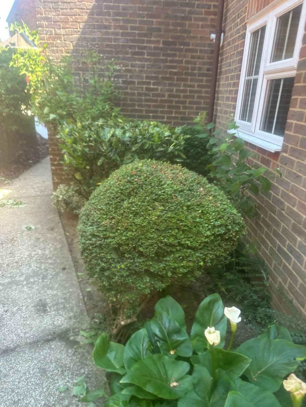 Rounded box hedge with calla lilies