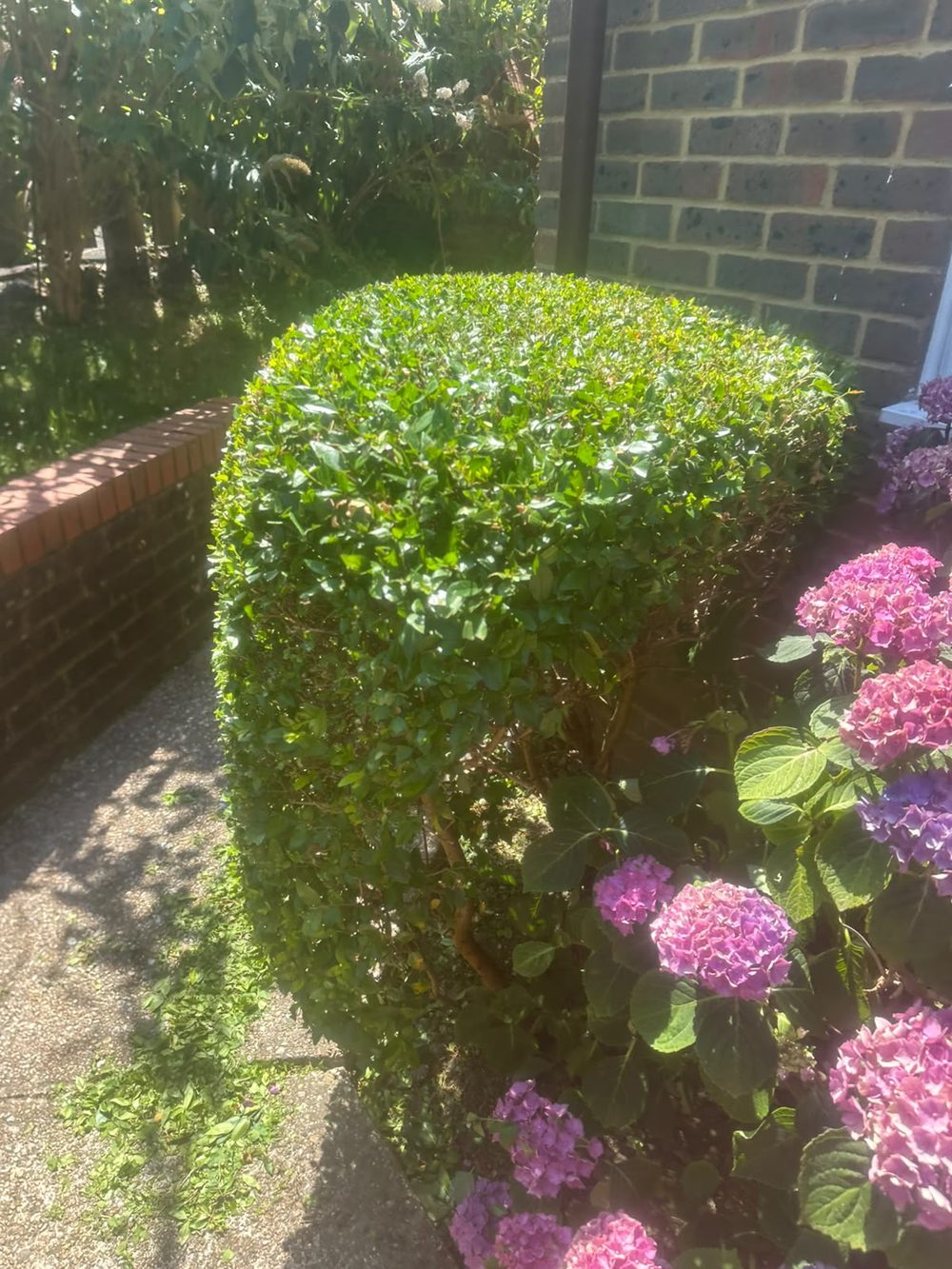 Trimmed hedge beside flowering hydrangeas