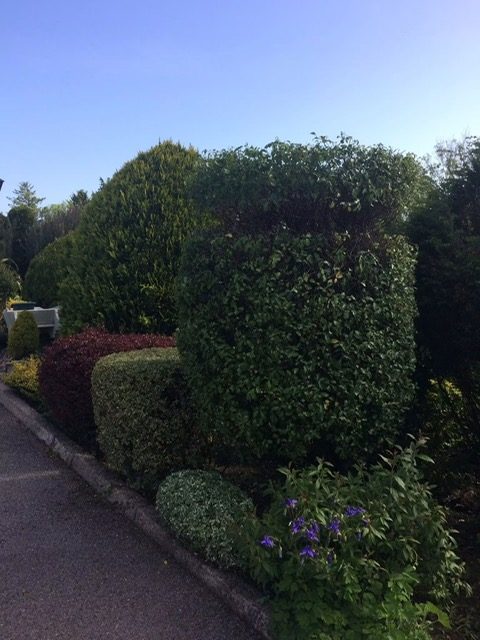Trimmed hedge along a pavement