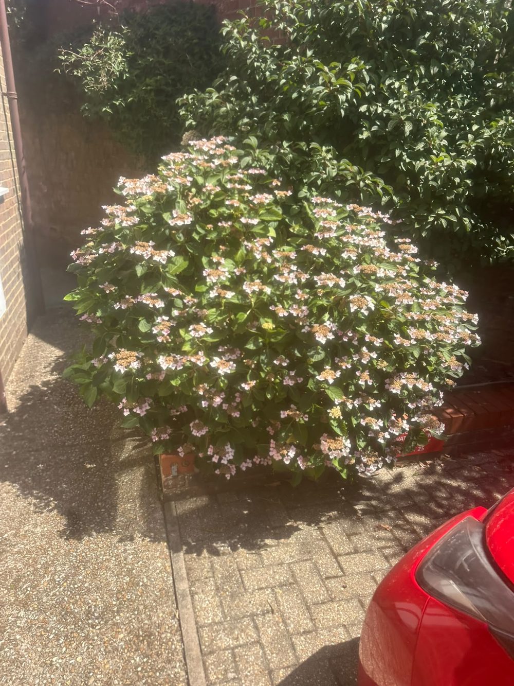 Flowering hydrangea bush