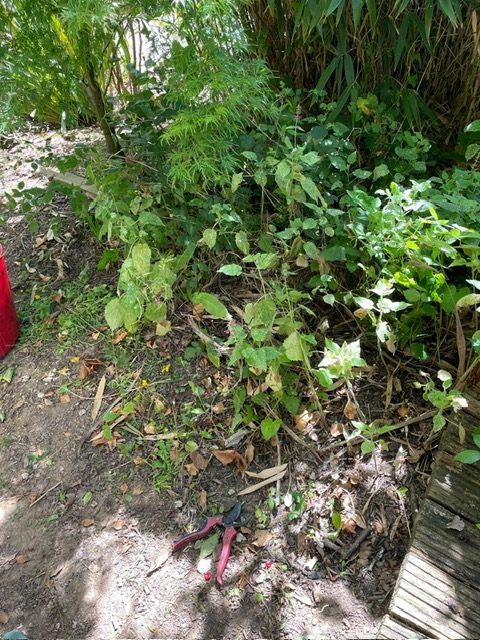 Clearing an overgrown shaded border