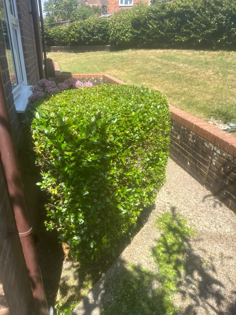 Neatly trimmed hedge and lawn edge